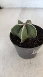 ASTROPHYTUM MYRIOSTIGMA Nº 1008 – vaso 09 - Imagem 7