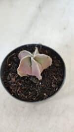 ASTROPHYTUM MYRIOSTIGMA Nº 1008 – vaso 09 - Imagem 6