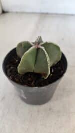 ASTROPHYTUM MYRIOSTIGMA Nº 1008 – vaso 09 - Imagem 6