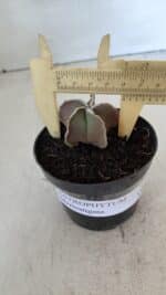 ASTROPHYTUM MYRIOSTIGMA Nº 1008 – vaso 09 - Imagem 4