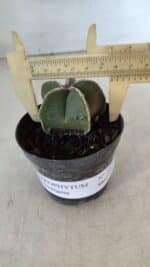 ASTROPHYTUM MYRIOSTIGMA Nº 1008 – vaso 09 - Imagem 4