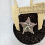 ASTROPHYTUM MYRIOSTIGMA Nº 1008 – vaso 09