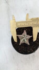 ASTROPHYTUM MYRIOSTIGMA Nº 1008 – vaso 09