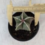 ASTROPHYTUM MYRIOSTIGMA Nº 1008 – vaso 09