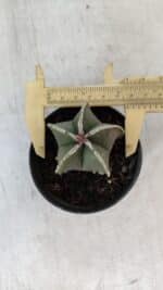 ASTROPHYTUM MYRIOSTIGMA Nº 1008 – vaso 09