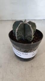 ASTROPHYTUM MYRIOSTIGMA Nº 1009 – vaso 09 - Imagem 2