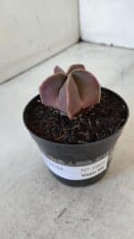 ASTROPHYTUM MYRIOSTIGMA Nº 1009 – vaso 09 - Imagem 8