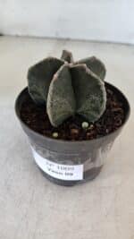 ASTROPHYTUM MYRIOSTIGMA Nº 1009 – vaso 09 - Imagem 8