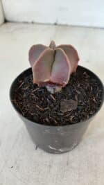 ASTROPHYTUM MYRIOSTIGMA Nº 1009 – vaso 09 - Imagem 7