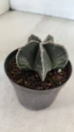 ASTROPHYTUM MYRIOSTIGMA Nº 1009 – vaso 09 - Imagem 6