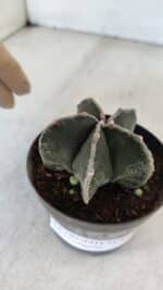 ASTROPHYTUM MYRIOSTIGMA Nº 1009 – vaso 09 - Imagem 9