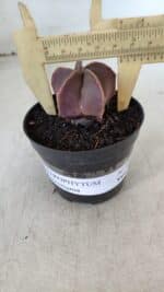 ASTROPHYTUM MYRIOSTIGMA Nº 1009 – vaso 09 - Imagem 4