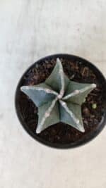 ASTROPHYTUM MYRIOSTIGMA Nº 1009 – vaso 09 - Imagem 3