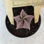 ASTROPHYTUM MYRIOSTIGMA Nº 1009 – vaso 09