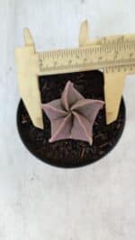 ASTROPHYTUM MYRIOSTIGMA Nº 1009 – vaso 09