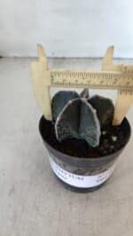 ASTROPHYTUM MYRIOSTIGMA Nº 1009 – vaso 09 - Imagem 4