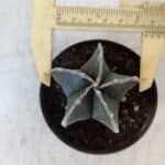 ASTROPHYTUM MYRIOSTIGMA Nº 1009 – vaso 09