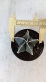 ASTROPHYTUM MYRIOSTIGMA Nº 1009 – vaso 09