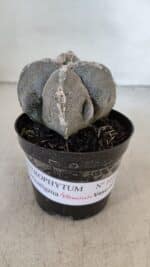 ASTROPHYTUM MYRIOSTIGMA "4 Quinas" Nº 1010 – vaso 09 - Imagem 2
