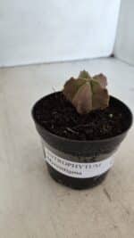 ASTROPHYTUM MYRIOSTIGMA Nº 1010 – vaso 09 - Imagem 2