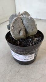 ASTROPHYTUM MYRIOSTIGMA "4 Quinas" Nº 1010 – vaso 09 - Imagem 10