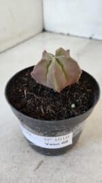 ASTROPHYTUM MYRIOSTIGMA Nº 1010 – vaso 09 - Imagem 8