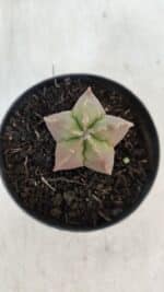 ASTROPHYTUM MYRIOSTIGMA Nº 1010 – vaso 09 - Imagem 3