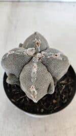 ASTROPHYTUM MYRIOSTIGMA "4 Quinas" Nº 1010 – vaso 09 - Imagem 6