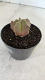 ASTROPHYTUM MYRIOSTIGMA Nº 1010 – vaso 09 - Imagem 7