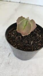 ASTROPHYTUM MYRIOSTIGMA Nº 1010 – vaso 09 - Imagem 6