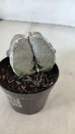 ASTROPHYTUM MYRIOSTIGMA "4 Quinas" Nº 1010 – vaso 09 - Imagem 8