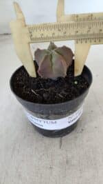 ASTROPHYTUM MYRIOSTIGMA Nº 1010 – vaso 09 - Imagem 4