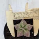 ASTROPHYTUM MYRIOSTIGMA Nº 1010 – vaso 09