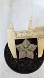 ASTROPHYTUM MYRIOSTIGMA Nº 1010 – vaso 09