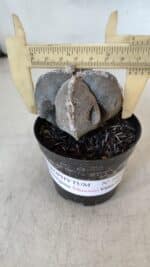 ASTROPHYTUM MYRIOSTIGMA "4 Quinas" Nº 1010 – vaso 09 - Imagem 4