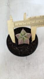 ASTROPHYTUM MYRIOSTIGMA Nº 1010 – vaso 09 - Imagem 9