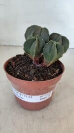 ASTROPHYTUM MYRIOSTIGMA Nº 1025 – vaso 11 - Imagem 2