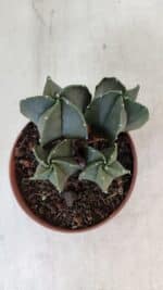 ASTROPHYTUM MYRIOSTIGMA Nº 1025 – vaso 11 - Imagem 10