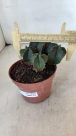 ASTROPHYTUM MYRIOSTIGMA Nº 1025 – vaso 11 - Imagem 4