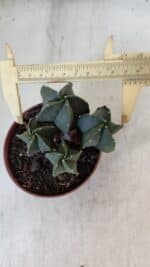 ASTROPHYTUM MYRIOSTIGMA Nº 1025 – vaso 11 - Imagem 5