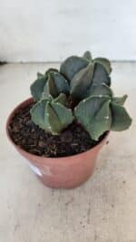 ASTROPHYTUM MYRIOSTIGMA Nº 1025 – vaso 11 - Imagem 9