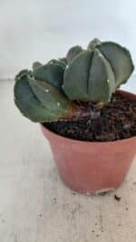 ASTROPHYTUM MYRIOSTIGMA Nº 1025 – vaso 11 - Imagem 8