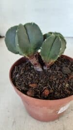 ASTROPHYTUM MYRIOSTIGMA Nº 1025 – vaso 11 - Imagem 7