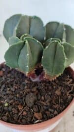 ASTROPHYTUM MYRIOSTIGMA Nº 1025 – vaso 11 - Imagem 6