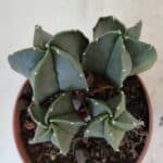 ASTROPHYTUM MYRIOSTIGMA Nº 1025 – vaso 11