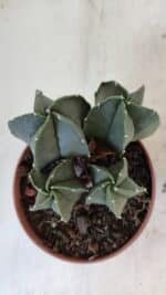 ASTROPHYTUM MYRIOSTIGMA Nº 1025 – vaso 11