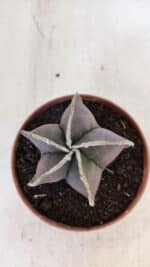 ASTROPHYTUM MYRIOSTIGMA Nº 1027 – vaso 11 - Imagem 3