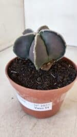 ASTROPHYTUM MYRIOSTIGMA Nº 1027 – vaso 11 - Imagem 8