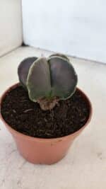 ASTROPHYTUM MYRIOSTIGMA Nº 1027 – vaso 11 - Imagem 7