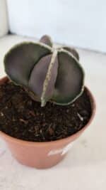 ASTROPHYTUM MYRIOSTIGMA Nº 1027 – vaso 11 - Imagem 6